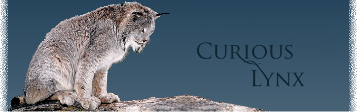 Curious Lynx
